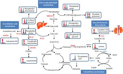 Integration of Transcriptomic and Metabolomic Data to Compare the Hepatotoxicity of Neonatal and Adult Mice Exposed to Aristolochic Acid I